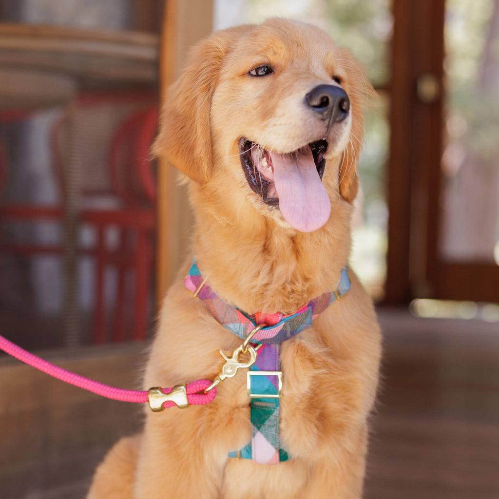 Dog Leash product image 7