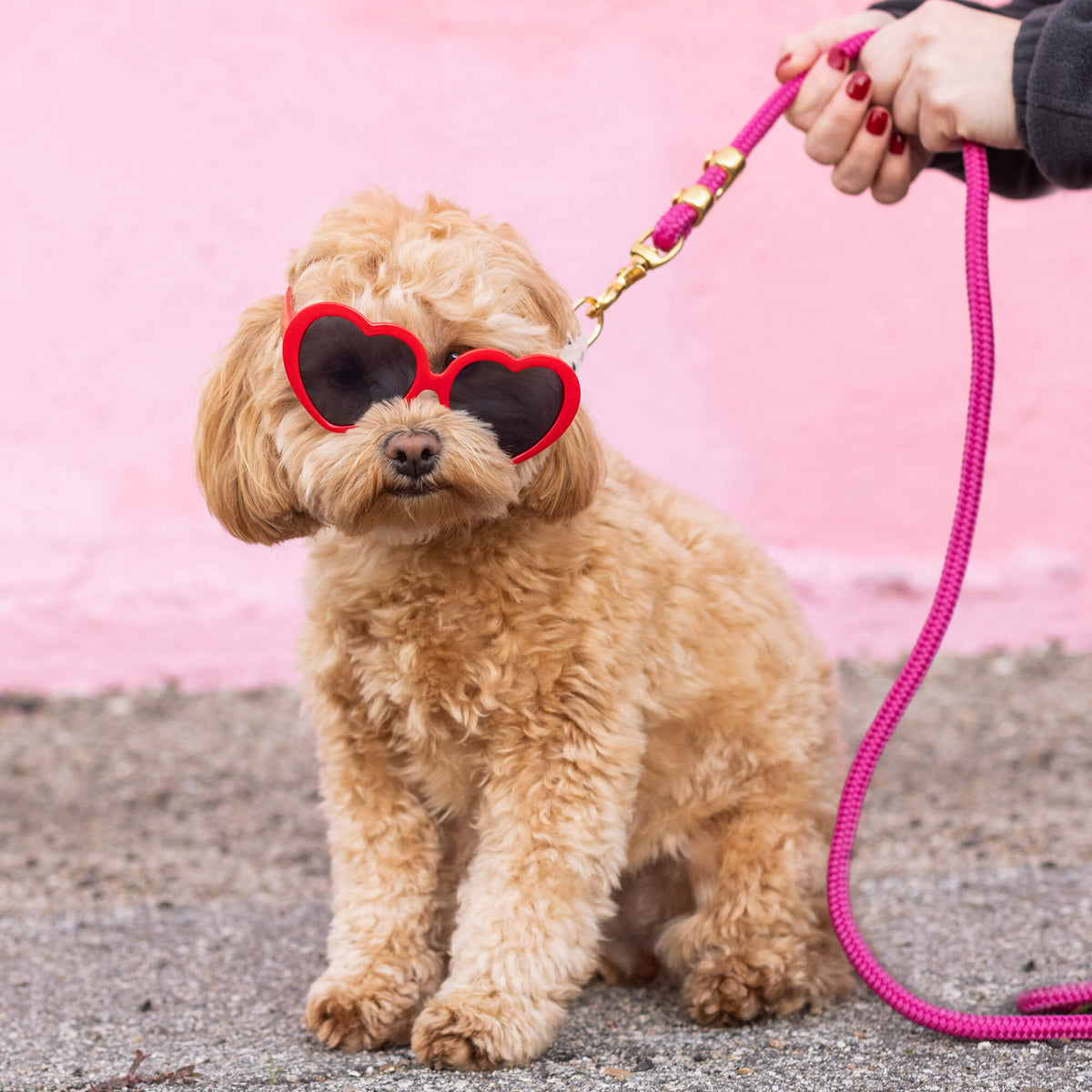 Dog Leash product image 8