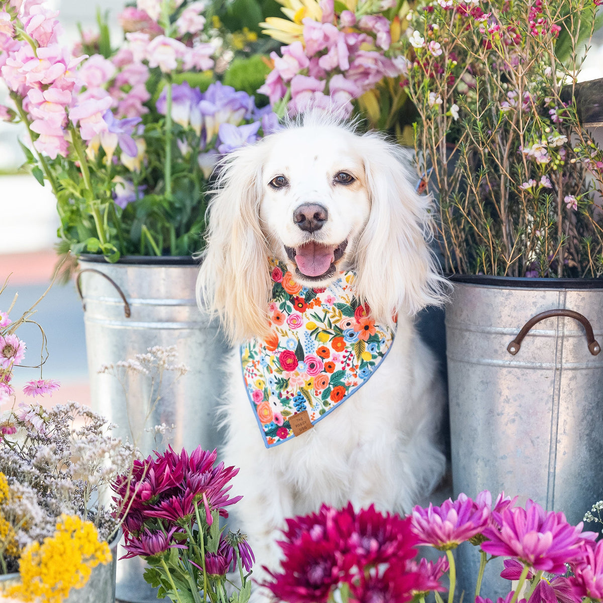 Dog Bandana product image 5