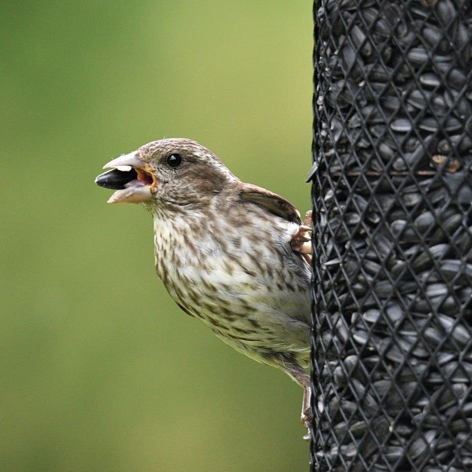 Wild Bird Food product image 8