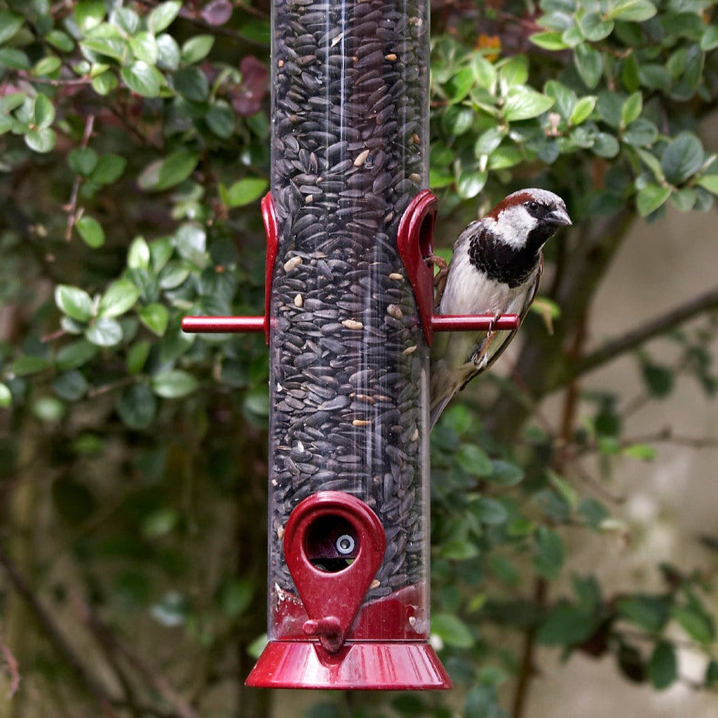 Wild Bird Food product image 9