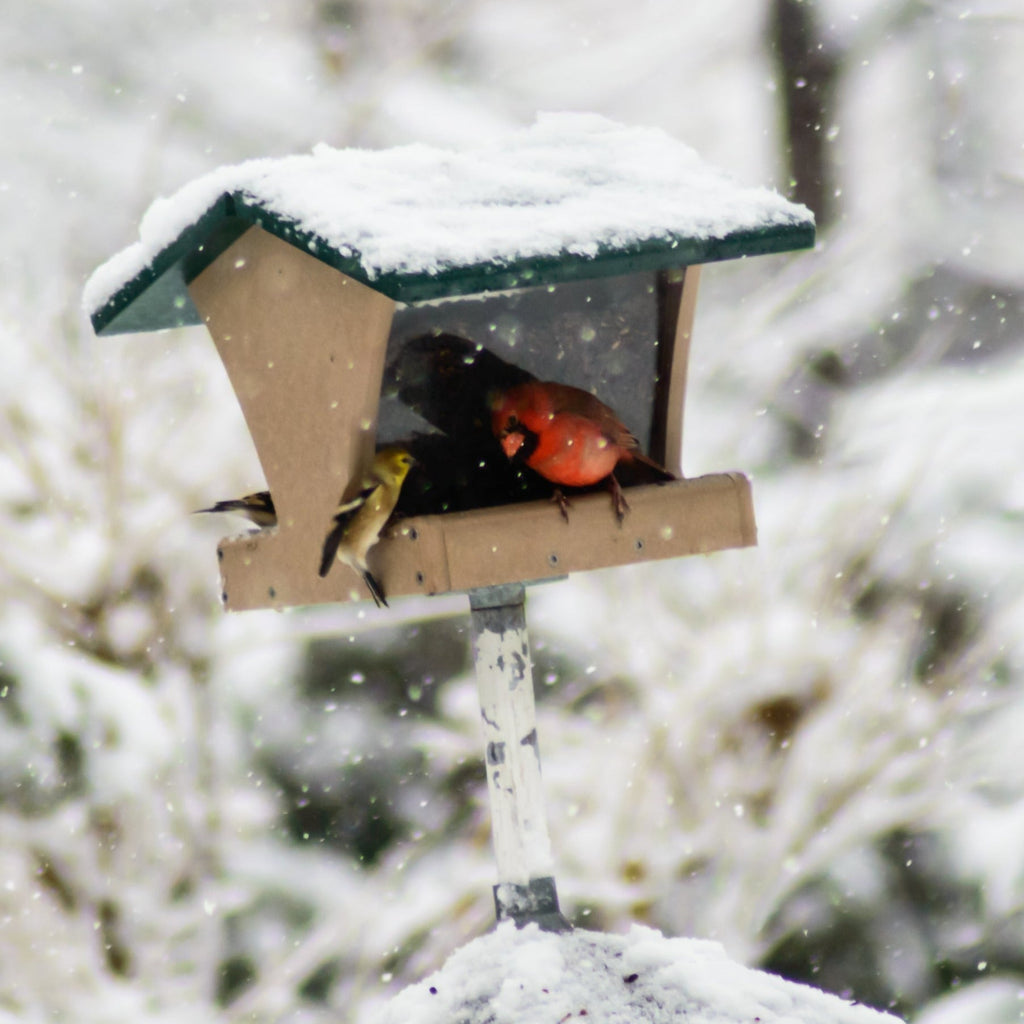 Wild Bird Food product image 10