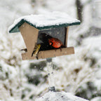 Wild Bird Food product image 10