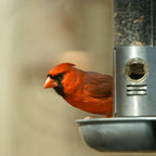 Wild Bird Food product image 11