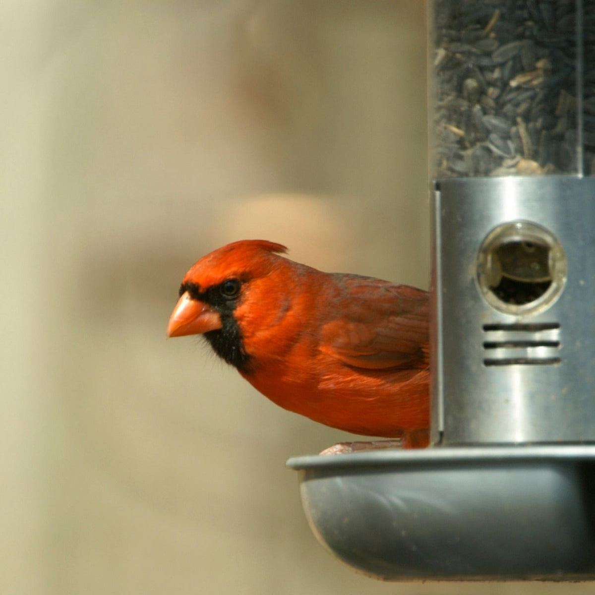Wild Bird Food product image 11