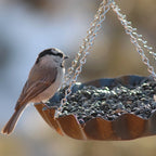 Wild Bird Food product image 12