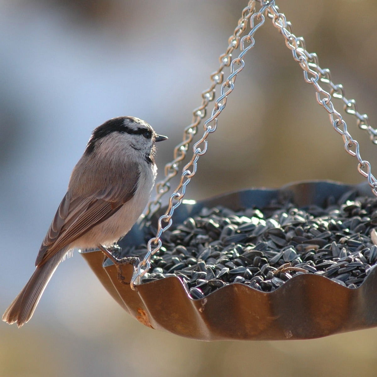 Wild Bird Food product image 12