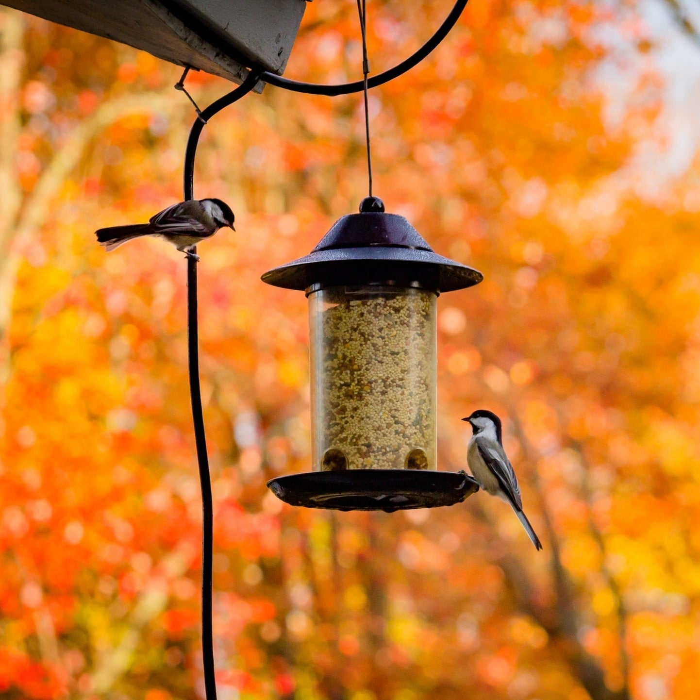 Wild Bird Seed Mix product image 7