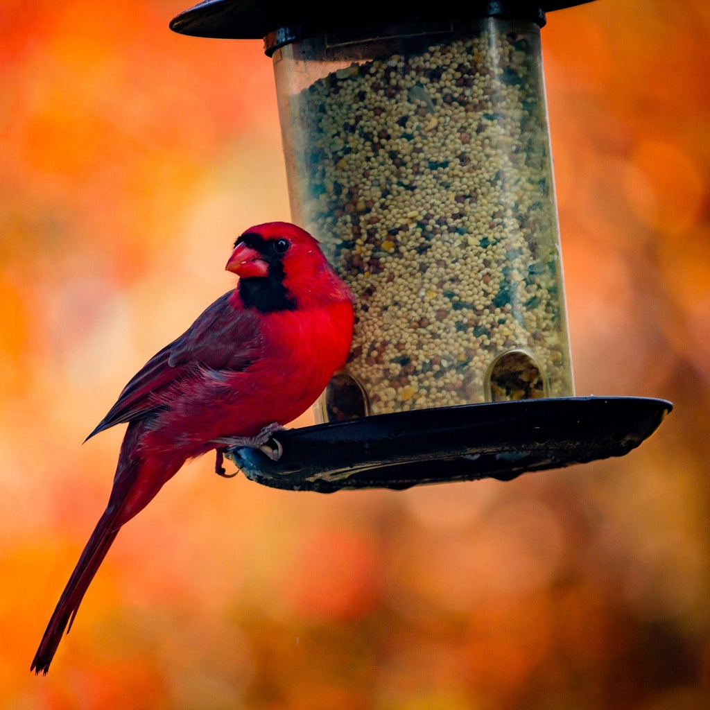 Wild Bird Seed Mix product image 10