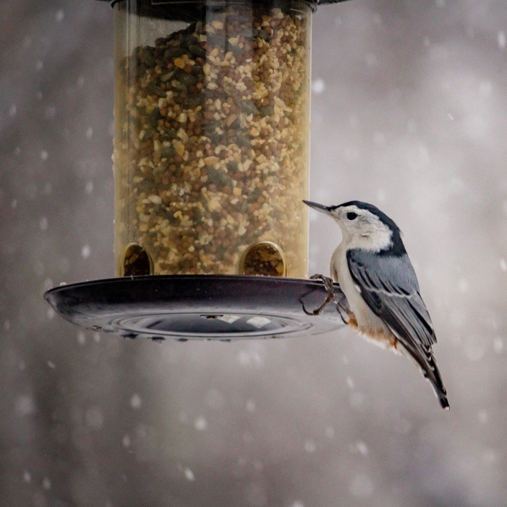 Wild Bird Seed Mix product image 11