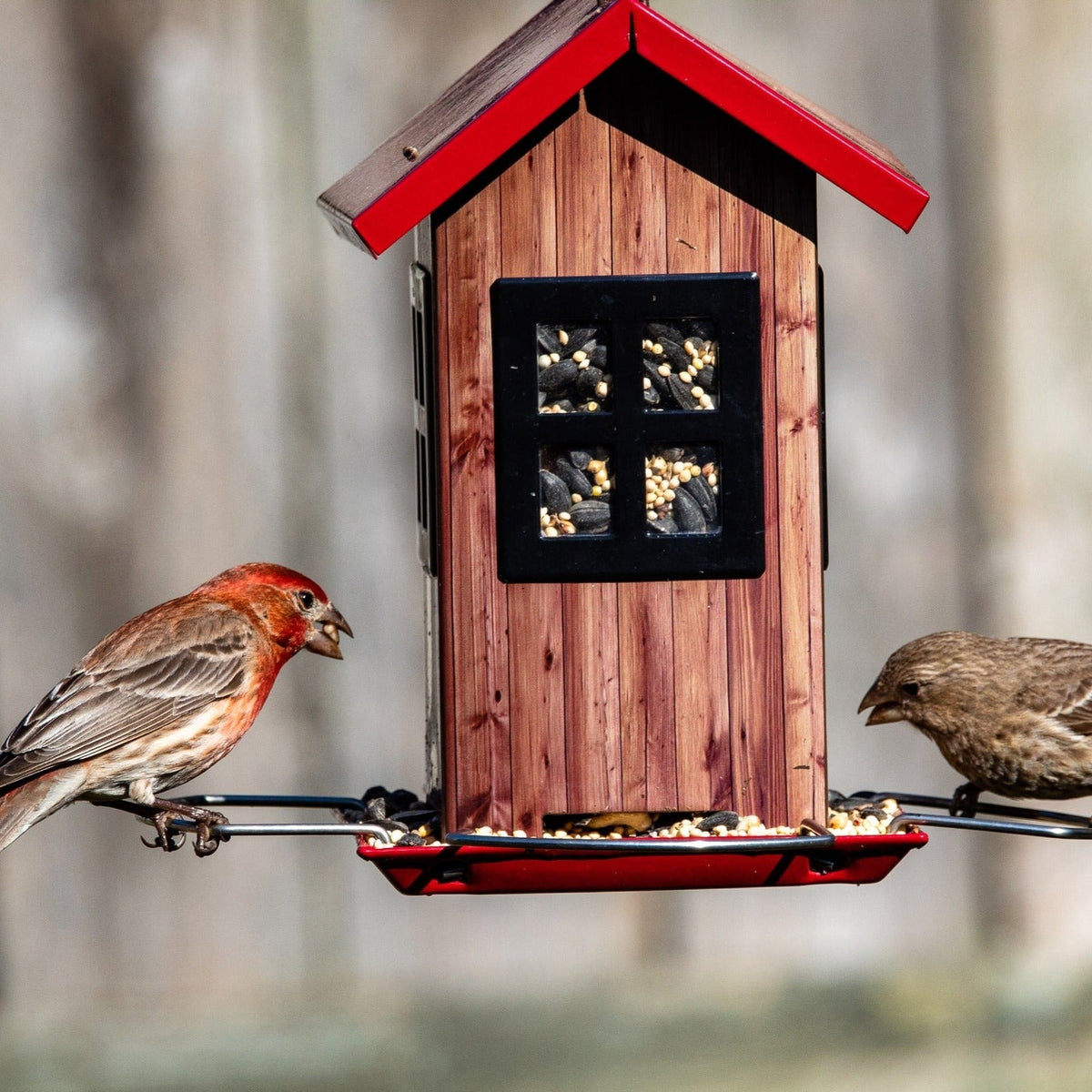 Wild Bird Food product image 8