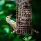 Wild Bird Food product image 9