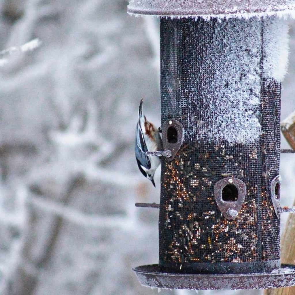 Wild Bird Food product image 10