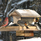 Wild Bird Food product image 11
