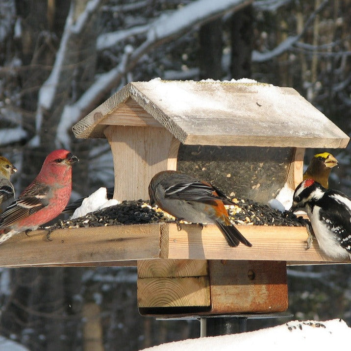 Wild Bird Food product image 11