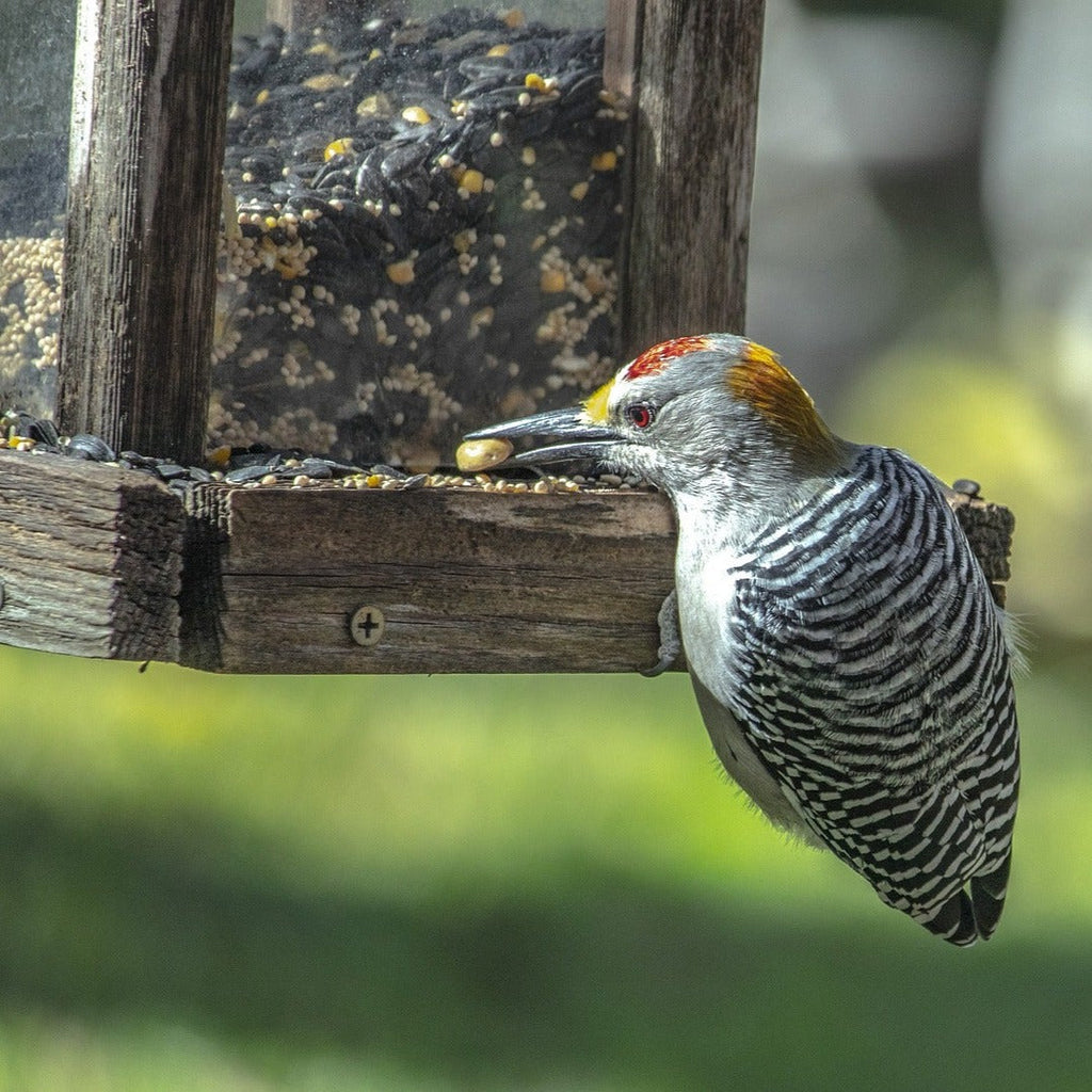 Wild Bird Food product image 12