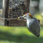 Wild Bird Food product image 12