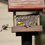 Wild Bird Food product image 13