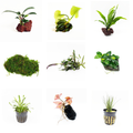 Aquarium Plant Pack product image 1
