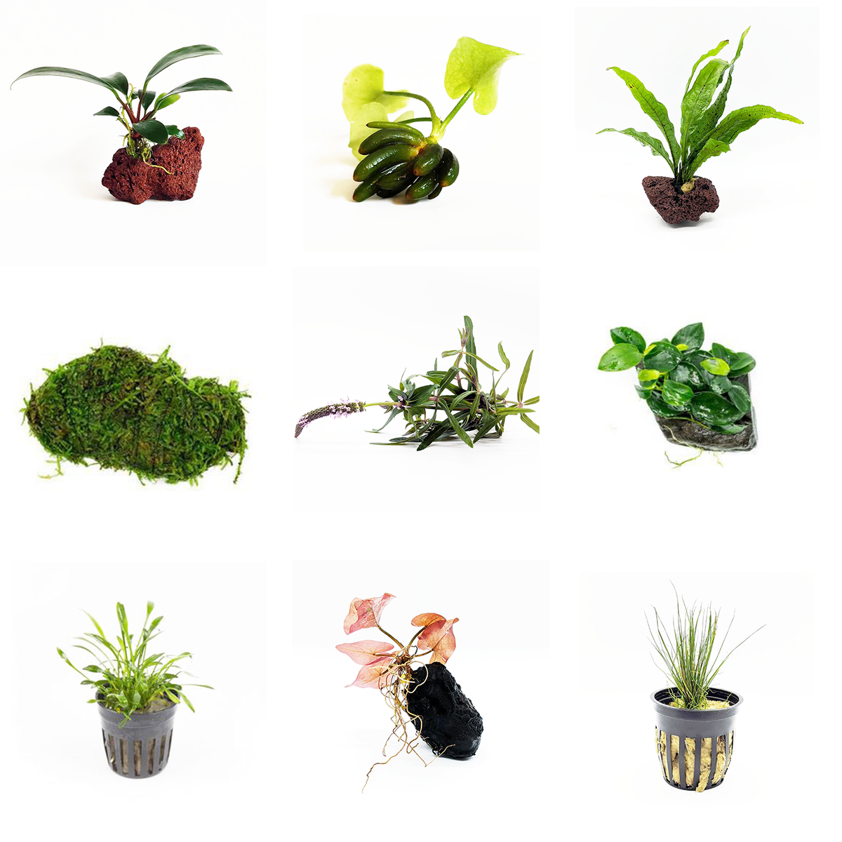 Aquarium Plant Pack product image 1