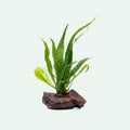 Java Fern Driftwood product image 1