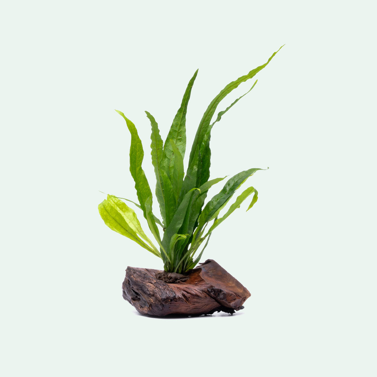Java Fern Driftwood product image 1