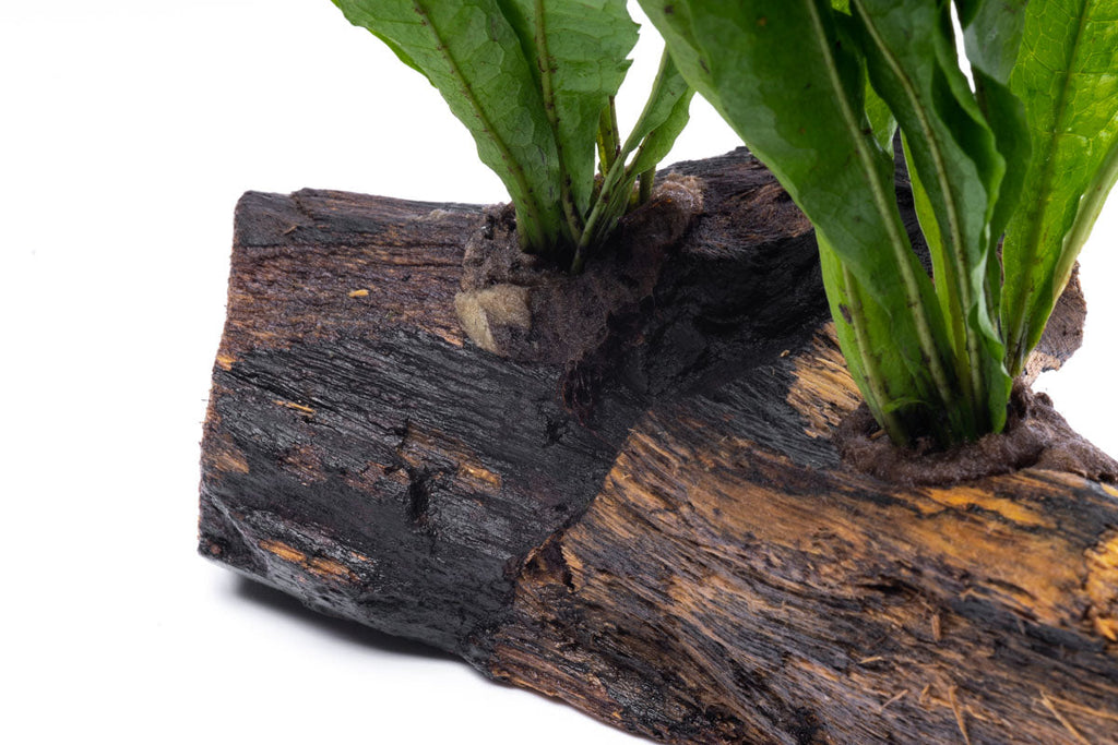 Java Fern Driftwood product image 4