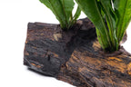 Java Fern Driftwood product image 4