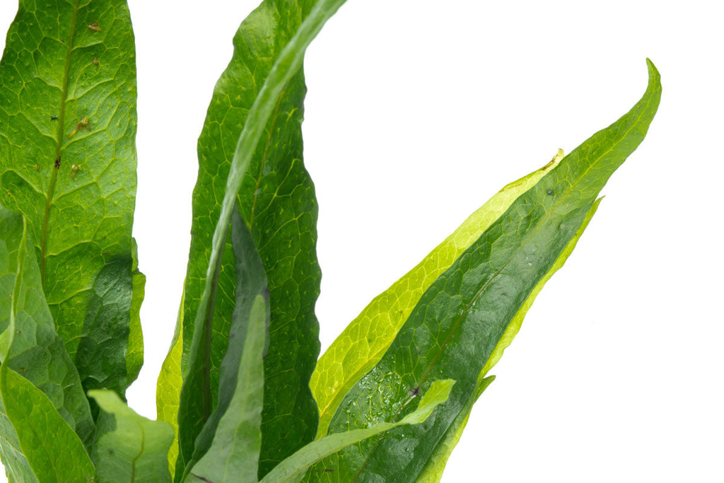 Java Fern Driftwood product image 5