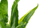 Java Fern Driftwood product image 5