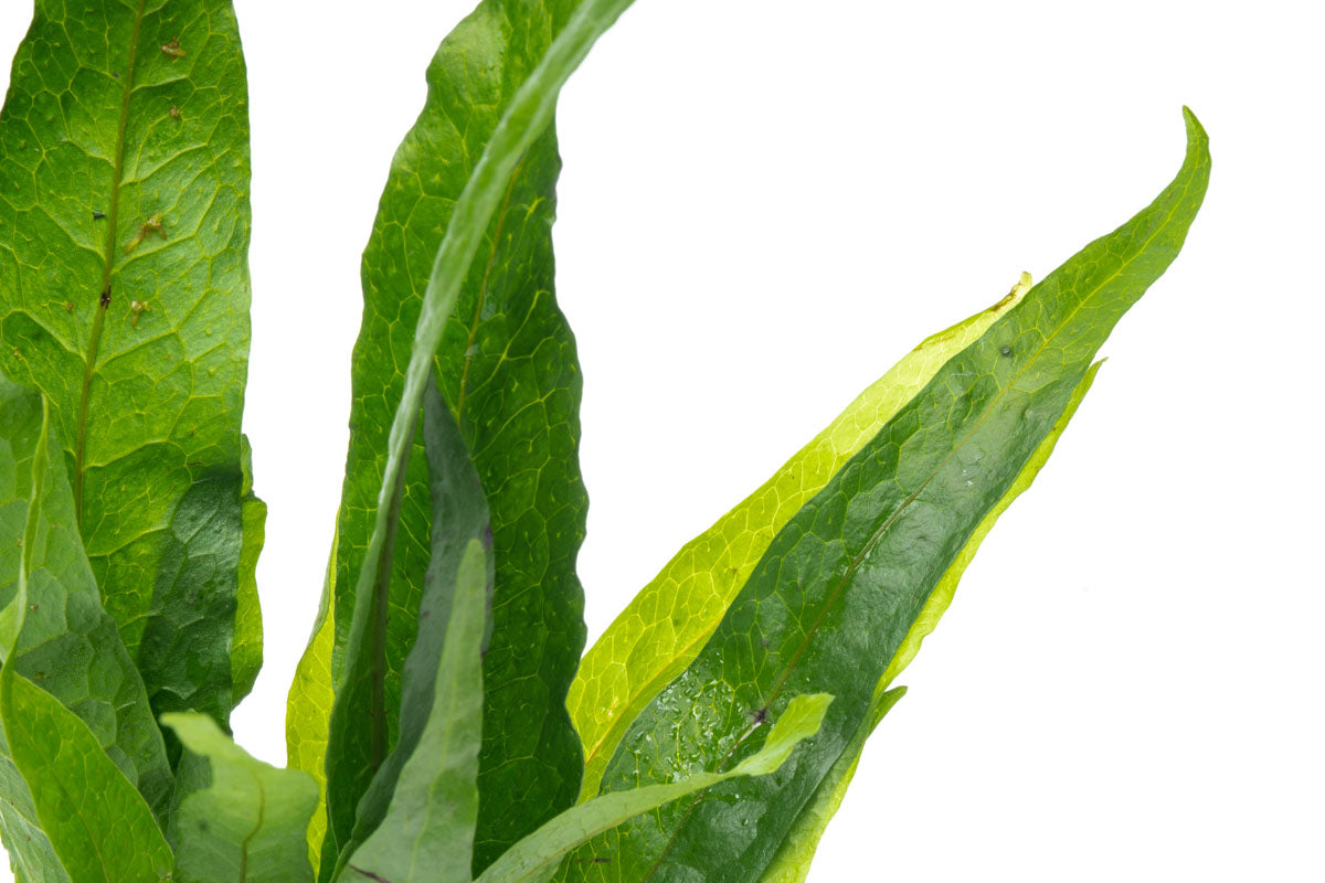 Java Fern Driftwood product image 5