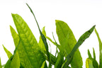 Java Fern Driftwood product image 6