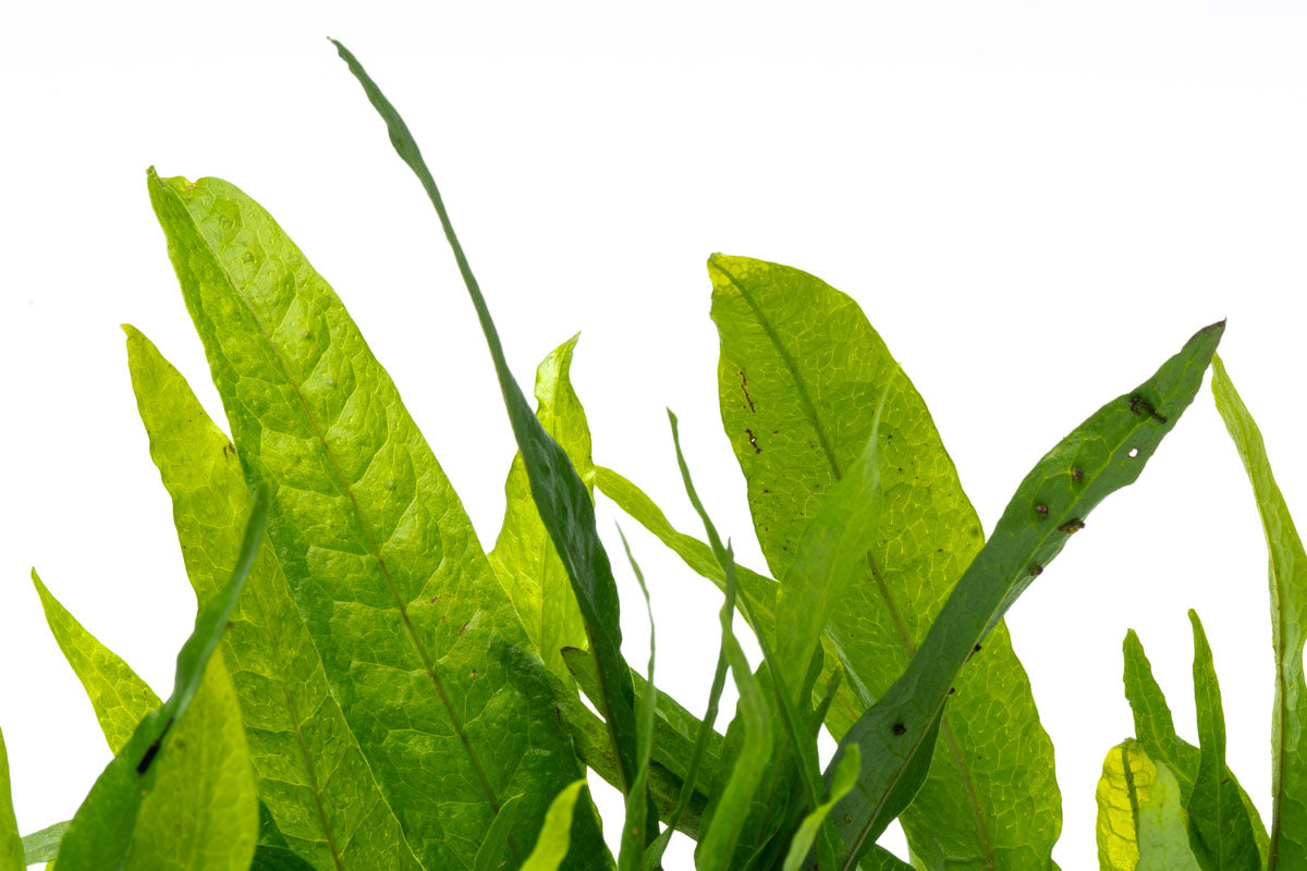 Java Fern Driftwood product image 6