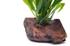 Java Fern Driftwood product image 7