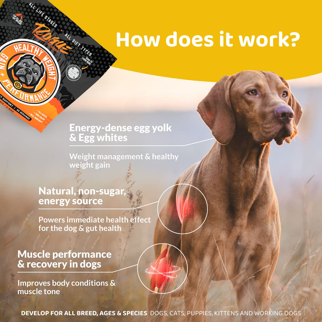 Dog Weight Gainer product image 5