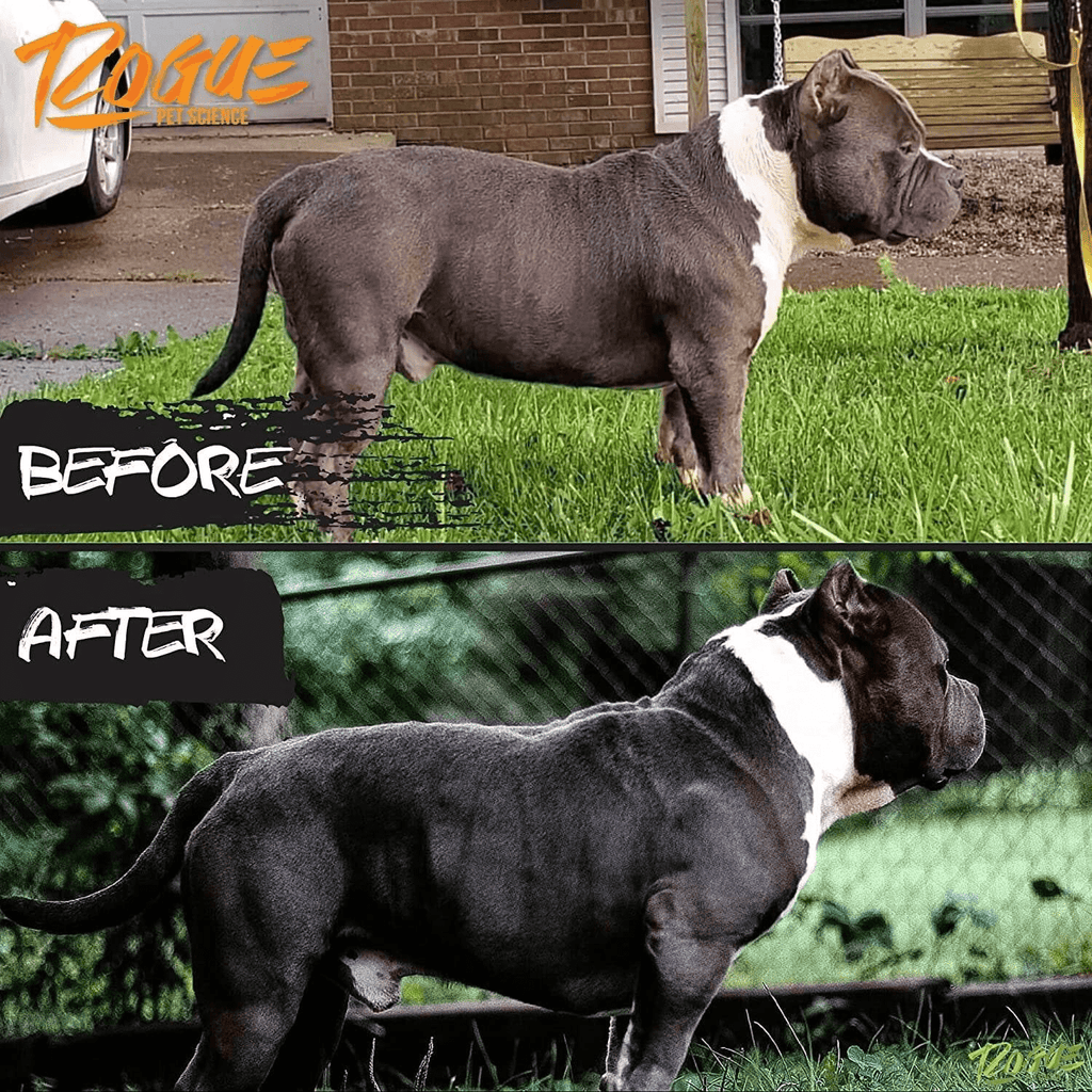 Dog Weight Gainer product image 7