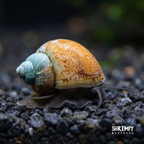 Japanese Trapdoor Snail product image 1