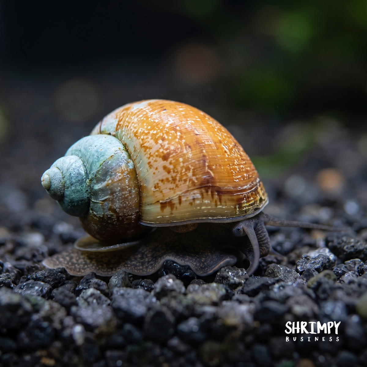 Japanese Trapdoor Snail product image 1
