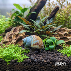 Japanese Trapdoor Snail product image 2