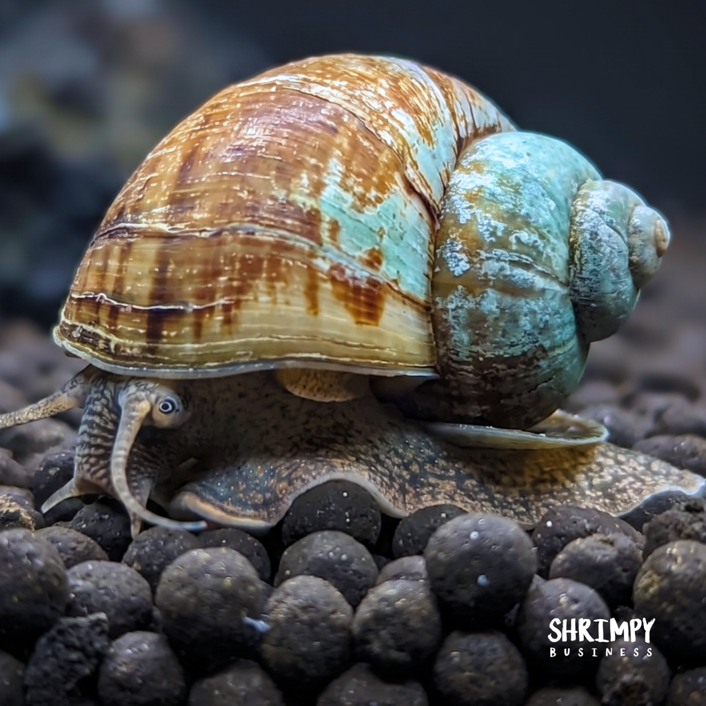 Japanese Trapdoor Snail product image 3