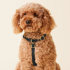 Dog Harness product image 4