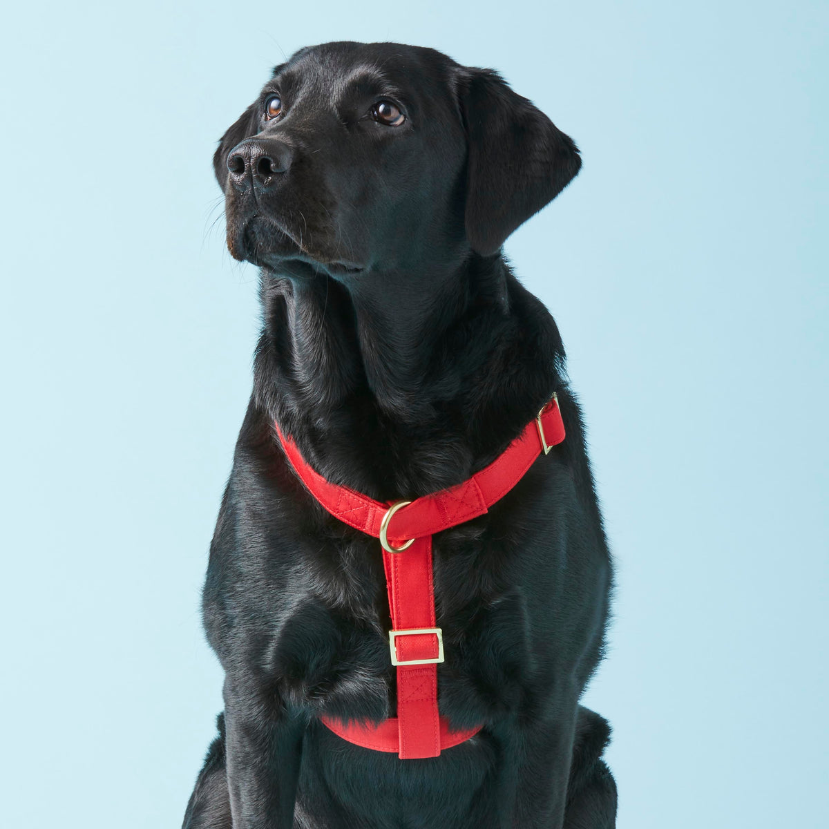 Dog Harness product image 4