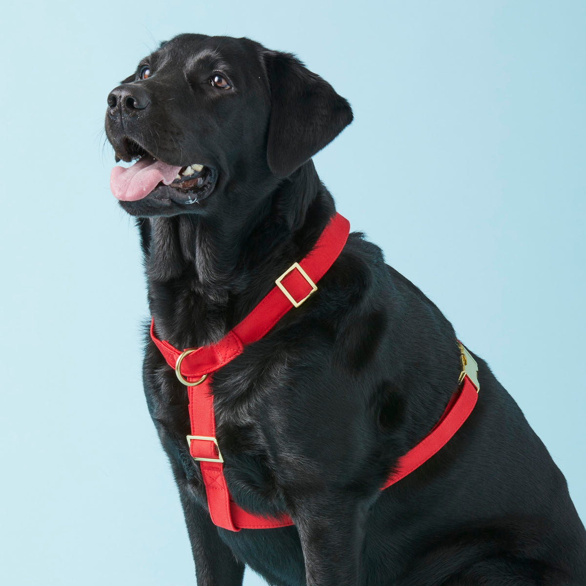 Dog Harness product image 5
