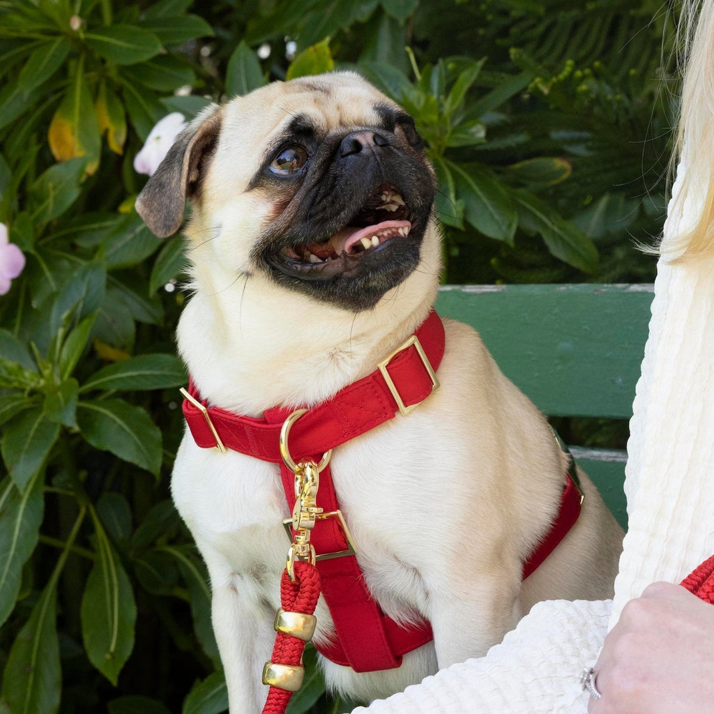 Dog Harness product image 9