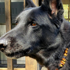Amber Pet Collar product image 2
