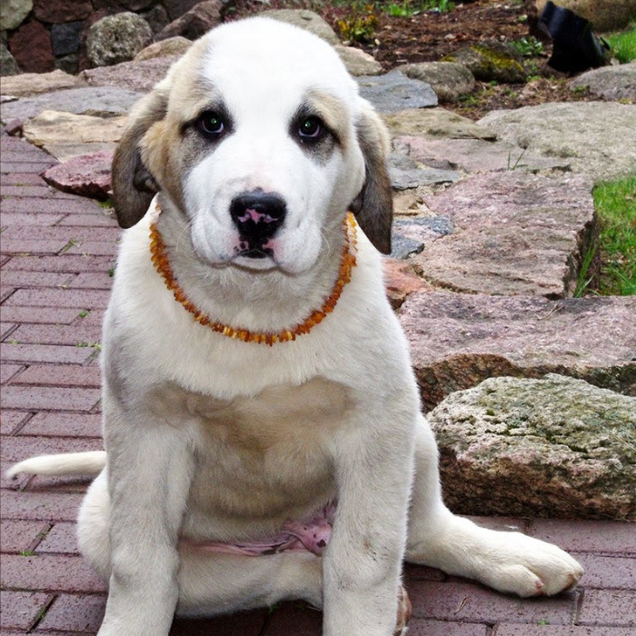 Amber Pet Collar product image 6