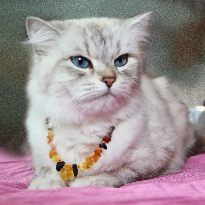 Amber Pet Collar product image 7