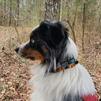 Amber Pet Collar product image 8