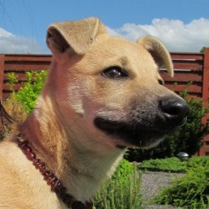 Amber Pet Collar product image 9