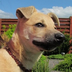 Amber Pet Collar product image 9